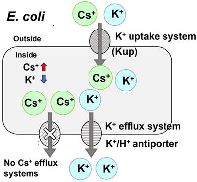 Isolation and Cs+ resistance mechanism of Escherichia coli strain ZX-1